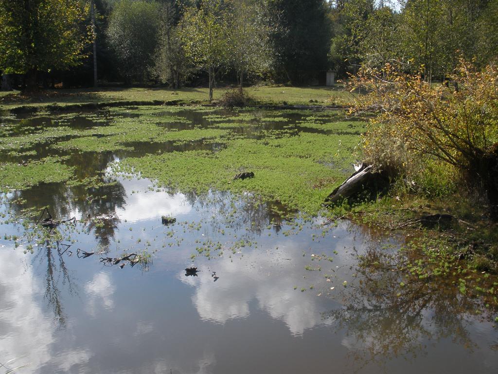 Milfoil in pond
